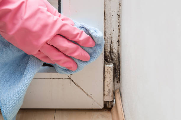 Mold Testing and Removal in Carson, WA